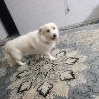 حیوانات|سگ|یزد, |دیوار