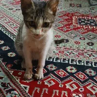 واگذاری|گربه|رشت, فرزانه|دیوار