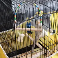 پرنده عروس هلندی|پرنده|ساری, |دیوار