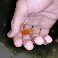 ماهی تترامولی وگلدفیش وکوریدوراس وشریمپ خزه کریسمس|ماهی|صدرا-فارس, فاز ۱|دیوار