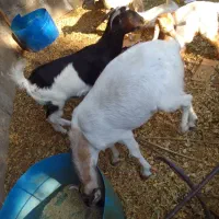 بز ماده|حیوانات مزرعه|بندر کنگان, |دیوار