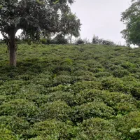 زمین-داخل-طرح-کاربری-باغی