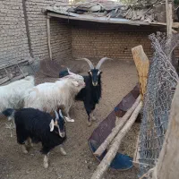 نربز|حیوانات مزرعه|شریفآباد, |دیوار