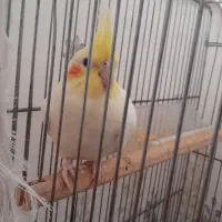 عروس هلندی