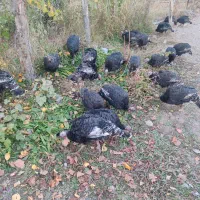 بوقلمون کاملا طبیعی و اورگانیک|حیوانات مزرعه|مشگین شهر, |دیوار