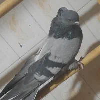 کبوتر سبز کاکلی پشت قنار|پرنده|مهدی شهر, |دیوار