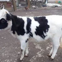 گاو ماده لیشه