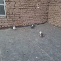 کبوتر|پرنده|نیشابور, فضل|دیوار