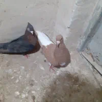 کفتر ماده شهری زرد وتافته