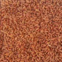 فروش‌ گندم‌ بذر