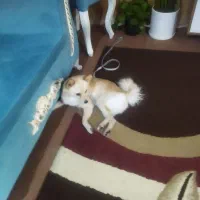 سگ خیلی باهوش اروم