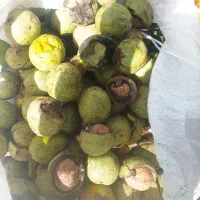 انجام کارهای باغبانی نهال کاشتن و بیل زدن پای درخت