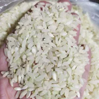 برنج درجه یک اعلا کامفیروز بشرط پخت|خوردنی و آشامیدنی|شیراز, میانرود|دیوار
