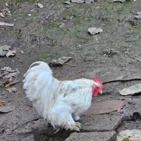 خروس سلطان و خروس کوشین