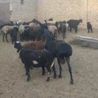 قوچ سیاه افغان شیشک