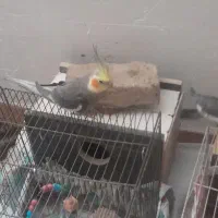 فروش‌ پرنده عروس