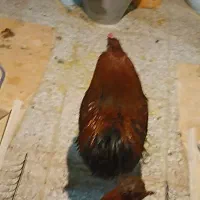 خروس بومی و محلی|حیوانات مزرعه|اصفهان, ارغوانیه|دیوار