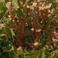 انگور قرمز شاهرودی جهت ابگیری سرکه وخوردن کیلو۵۰