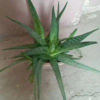 گل وگیاه