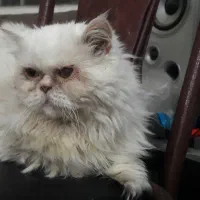 پرشین نر و ماده|گربه|اندیمشک, |دیوار