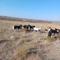 بزشیرا|حیوانات مزرعه|سبزوار, قصبه غربی|دیوار