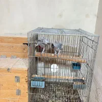 جفت مولد کاسکو