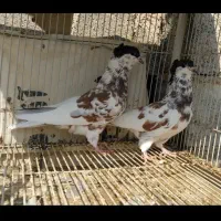 کفتر پلاکی طوقی دمبی شهری|پرنده|سروستان, |دیوار