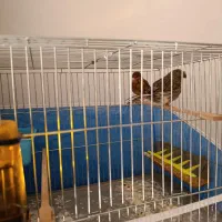 قناری نر بخون|پرنده|بندرعباس, |دیوار