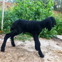 ۲ راس بره شیری سیاه داشتی درجه یک