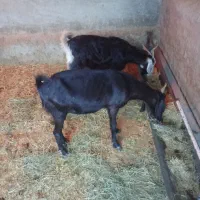 بز چاق و سرمایه