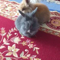 خرگوش لپ خوشگل