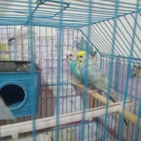 یه جفت مرغ عشق