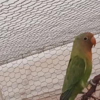 کوتوله و مرغ‌عشق