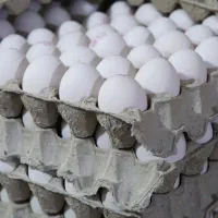 تخم مرغ هر شانه 155|خوردنی و آشامیدنی|زنجان, |دیوار