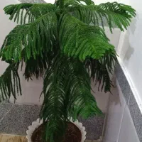 گل و گیاه