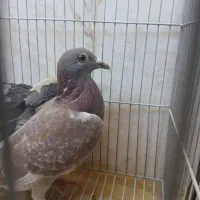 کبوتر پلاکی|پرنده|محلات, |دیوار