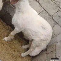 قوچ‌سنجابی.راور