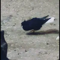 رنگی