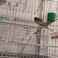 قناری رسمی و قفس|پرنده|پردیس, فاز ۱|دیوار