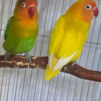 طوطی برزیلی