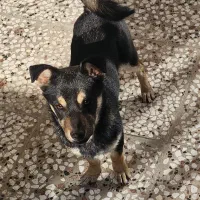 سگ پاکوتاه ازنژادپامرروباهی 7ماهه نر آماده تعلیم