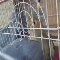 طوطی عروس هلندی