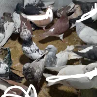 کفتر یا کبوتر|پرنده|شیروان (خراسان), |دیوار