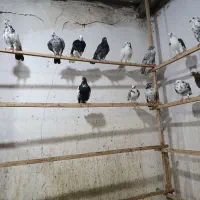 کبوتر غریبگیری|پرنده|قائم‌شهر, |دیوار
