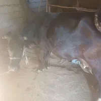 گاو