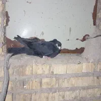 کبوتر زاغ زنگی سوسنگرد|پرنده|سوسنگرد, |دیوار