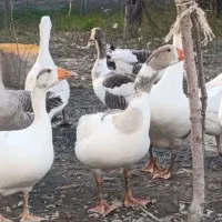 غازهای نر بزرگ|حیوانات مزرعه|سیمین شهر, |دیوار