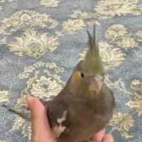 عروس نر رام و دستی چهار ماهه|پرنده|تهران, افسریه جنوبی|دیوار