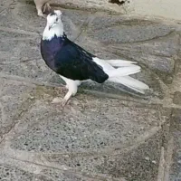 با سلام خدمت همه ی دوستان عشق بازکفترگمشده
