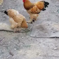 فروش 16 عدد مرغ و خروس برهما ، از نیمچه تا مولد|حیوانات مزرعه|ارومیه, |دیوار